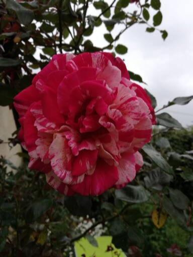 Au Coeur Du Jardin Villa La Boussac Exteriör bild